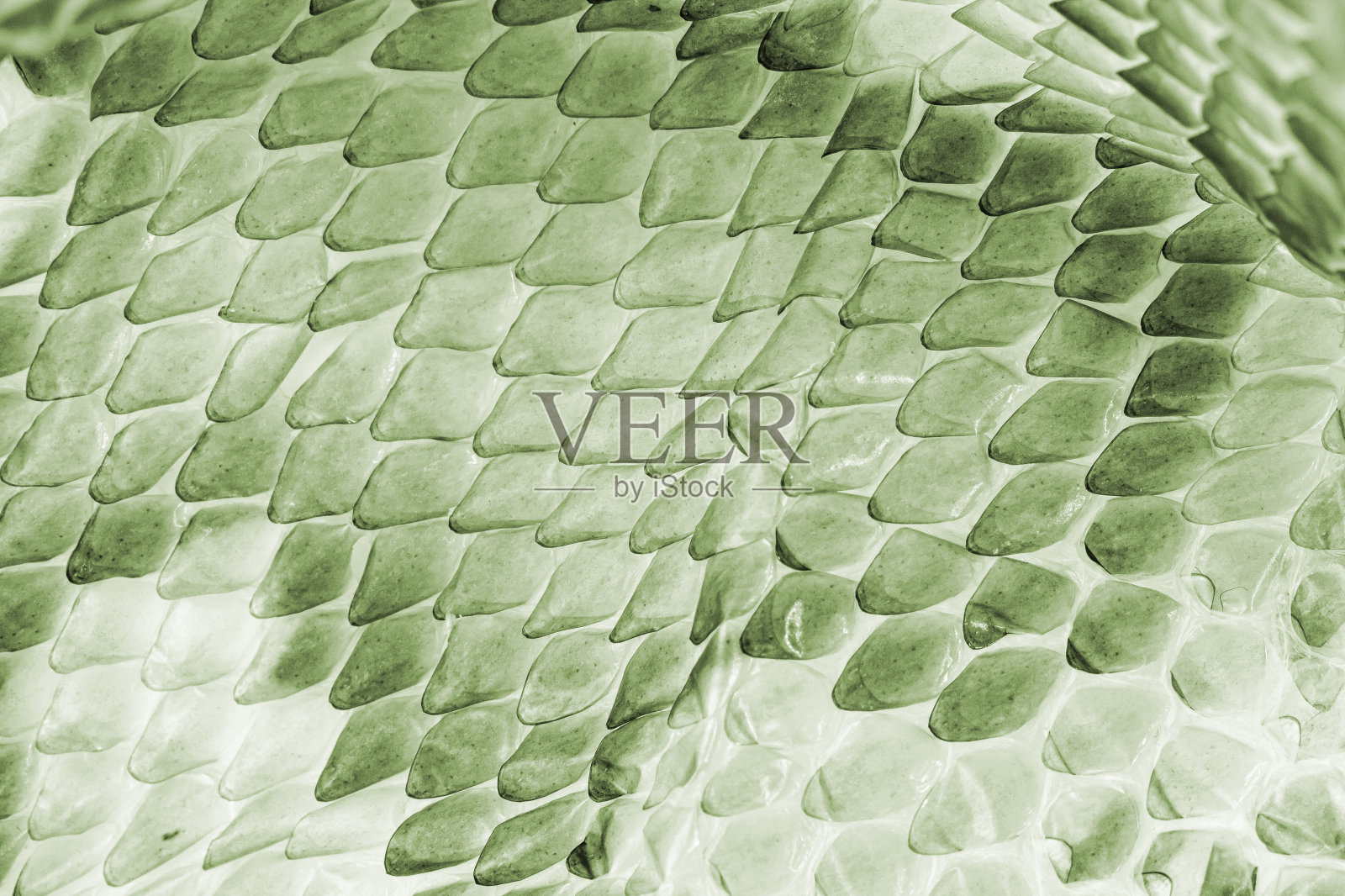 绿色蛇皮纹理作为背景或背景。照片摄影图片