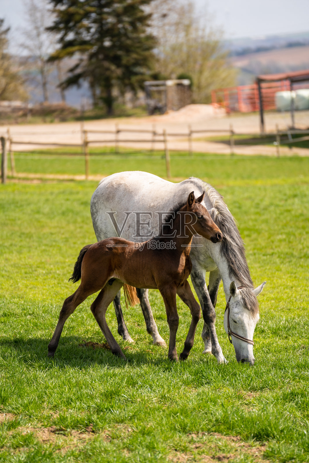 美丽的棕色小马驹与母马拥抱照片摄影图片