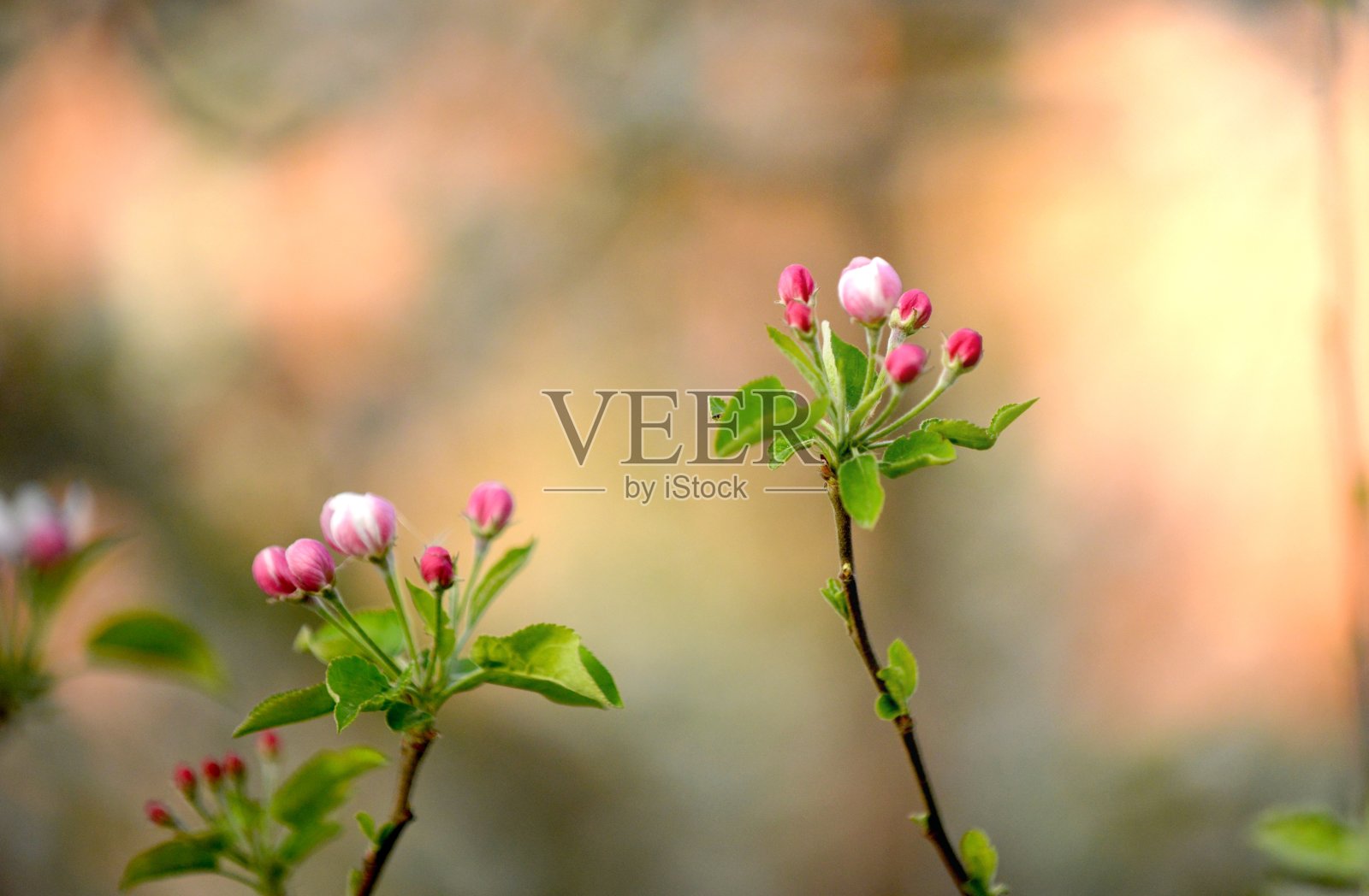 苹果园里的树上开苹果花照片摄影图片