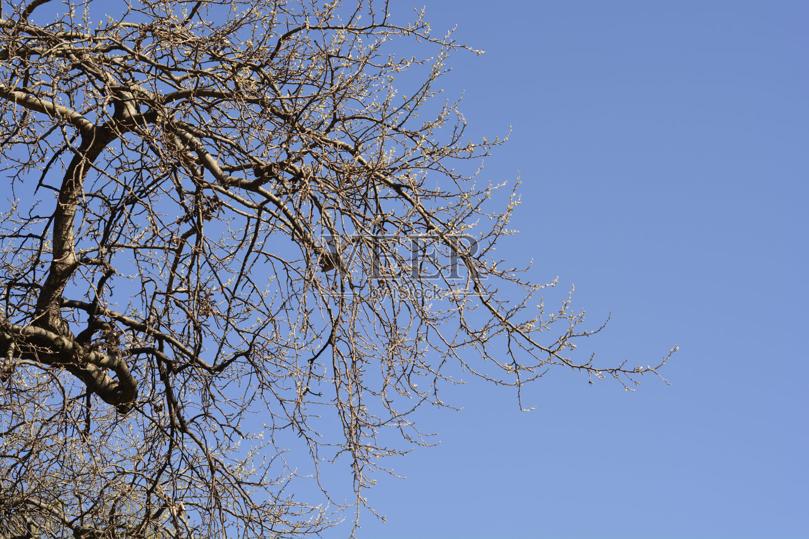 白杨树照片摄影图片