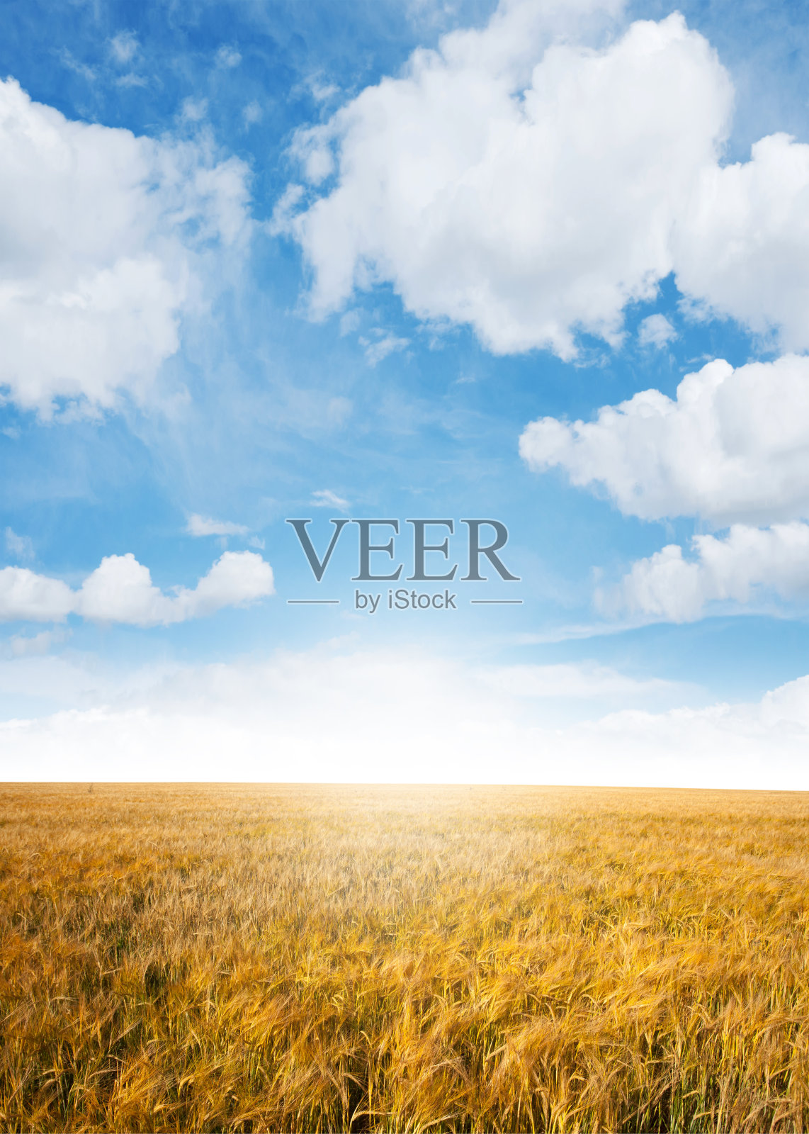 夏天的麦田照片摄影图片