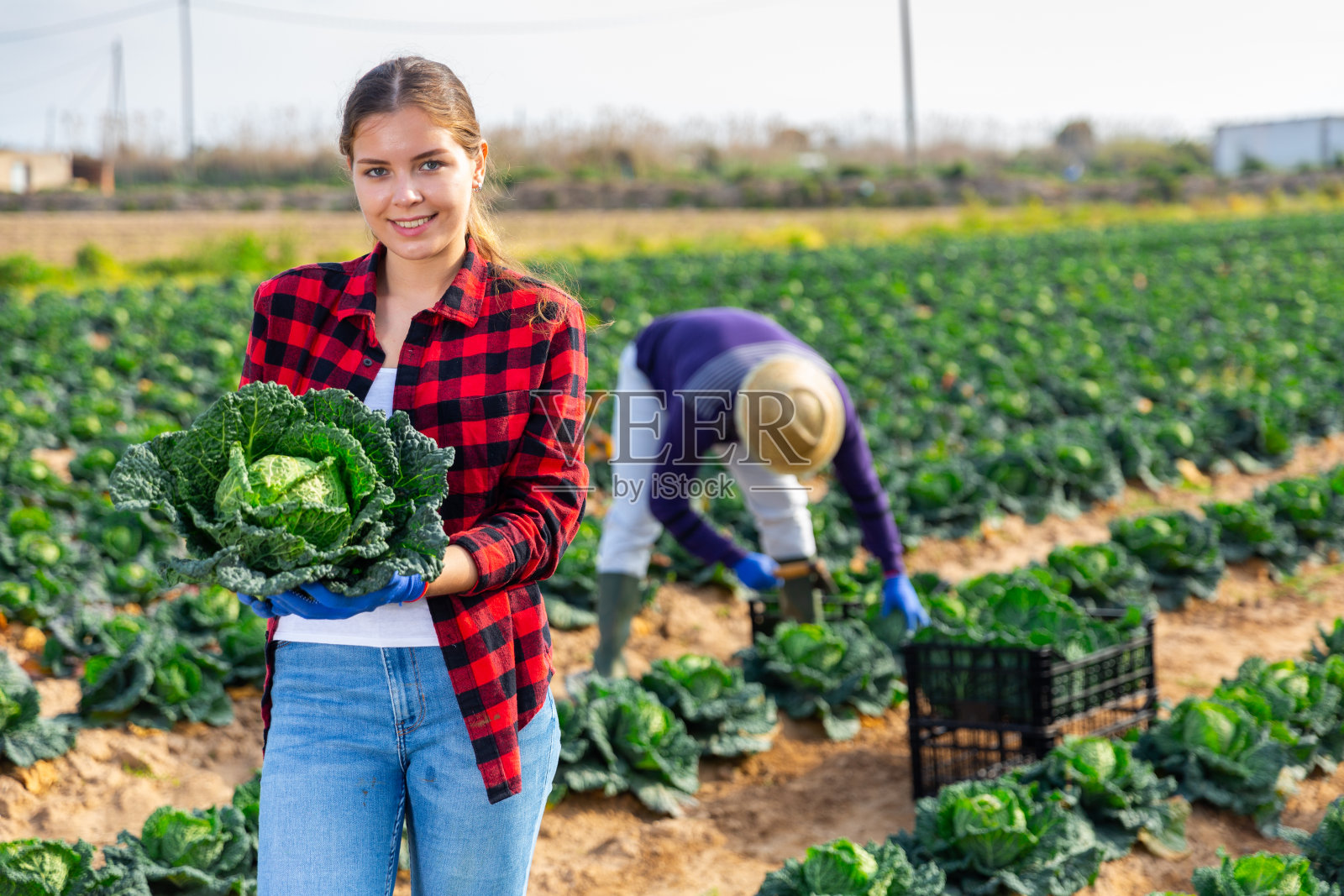 笑容可掬的职业女农民在种植大白菜照片摄影图片