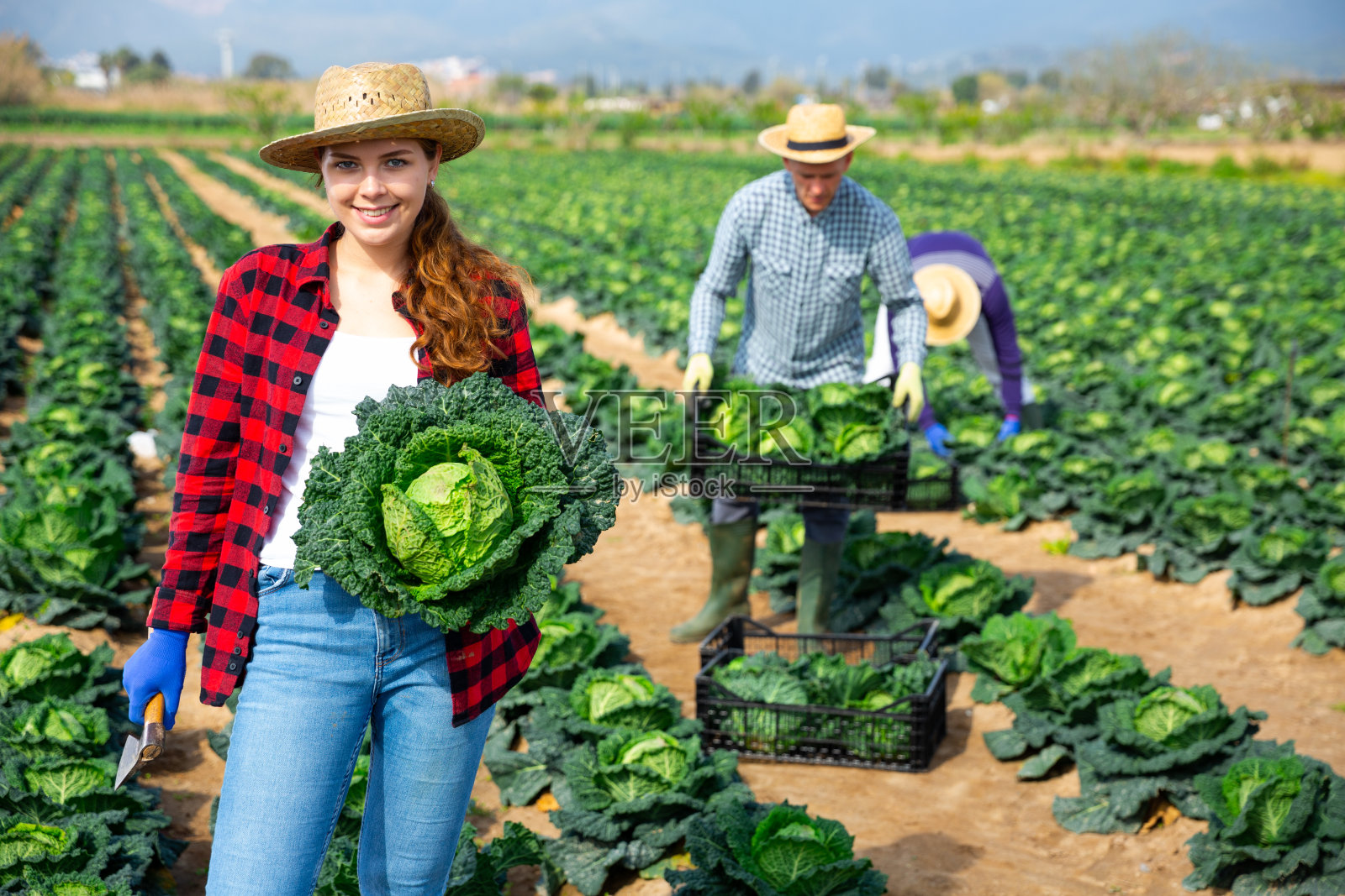 积极的女孩在农田里收获成熟的萨沃伊卷心菜照片摄影图片