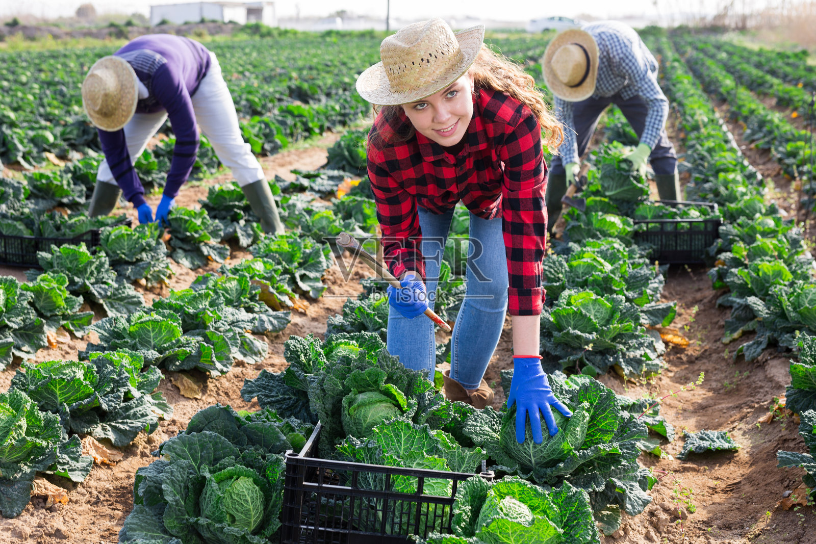 年轻的女农民正在收获新鲜的卷心菜照片摄影图片