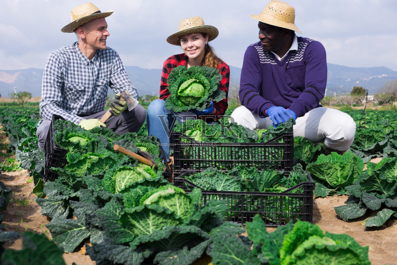 三个农民对收获的卷心菜作物感到高兴照片摄影图片