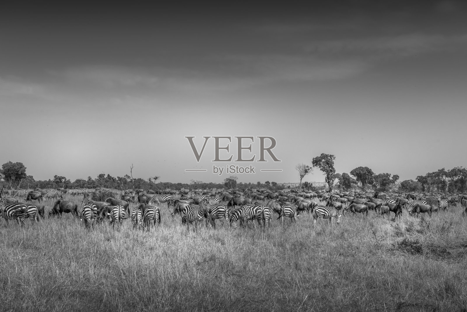 迁徙的斑马群和野生动物-塞伦盖蒂照片摄影图片