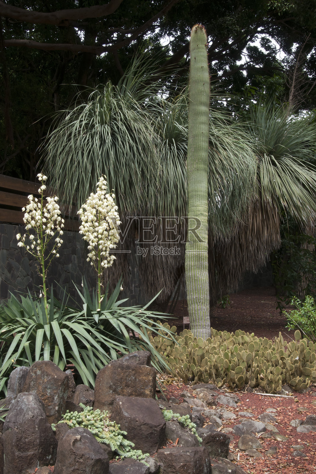 仙人掌花园与开花的丝兰照片摄影图片