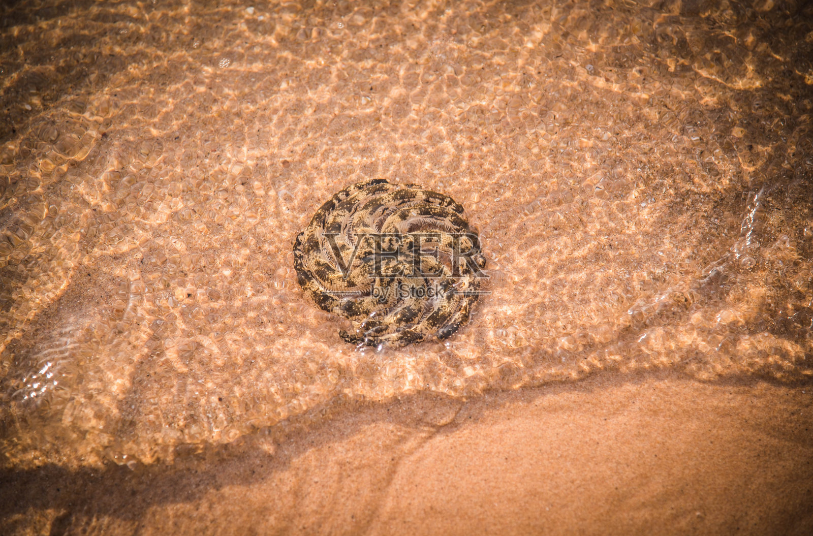 一只形状奇怪的海星被海浪吹到海滩上。照片摄影图片