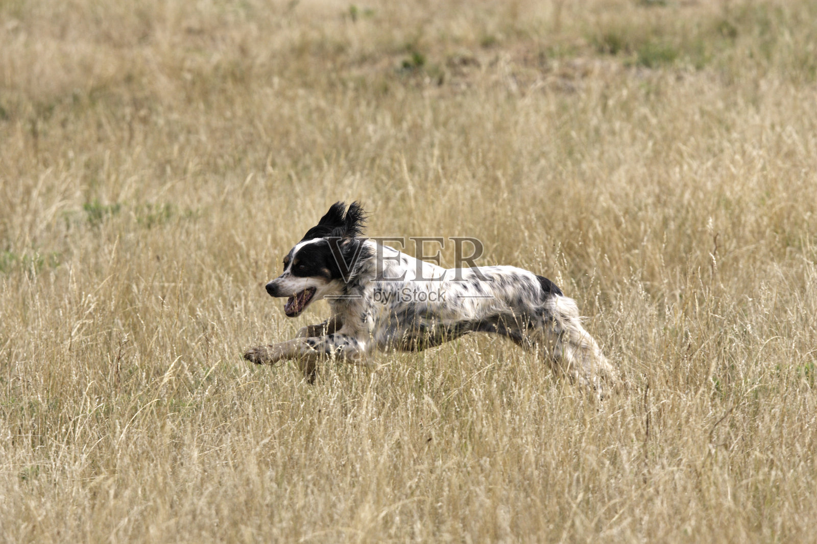 英语设置器照片摄影图片