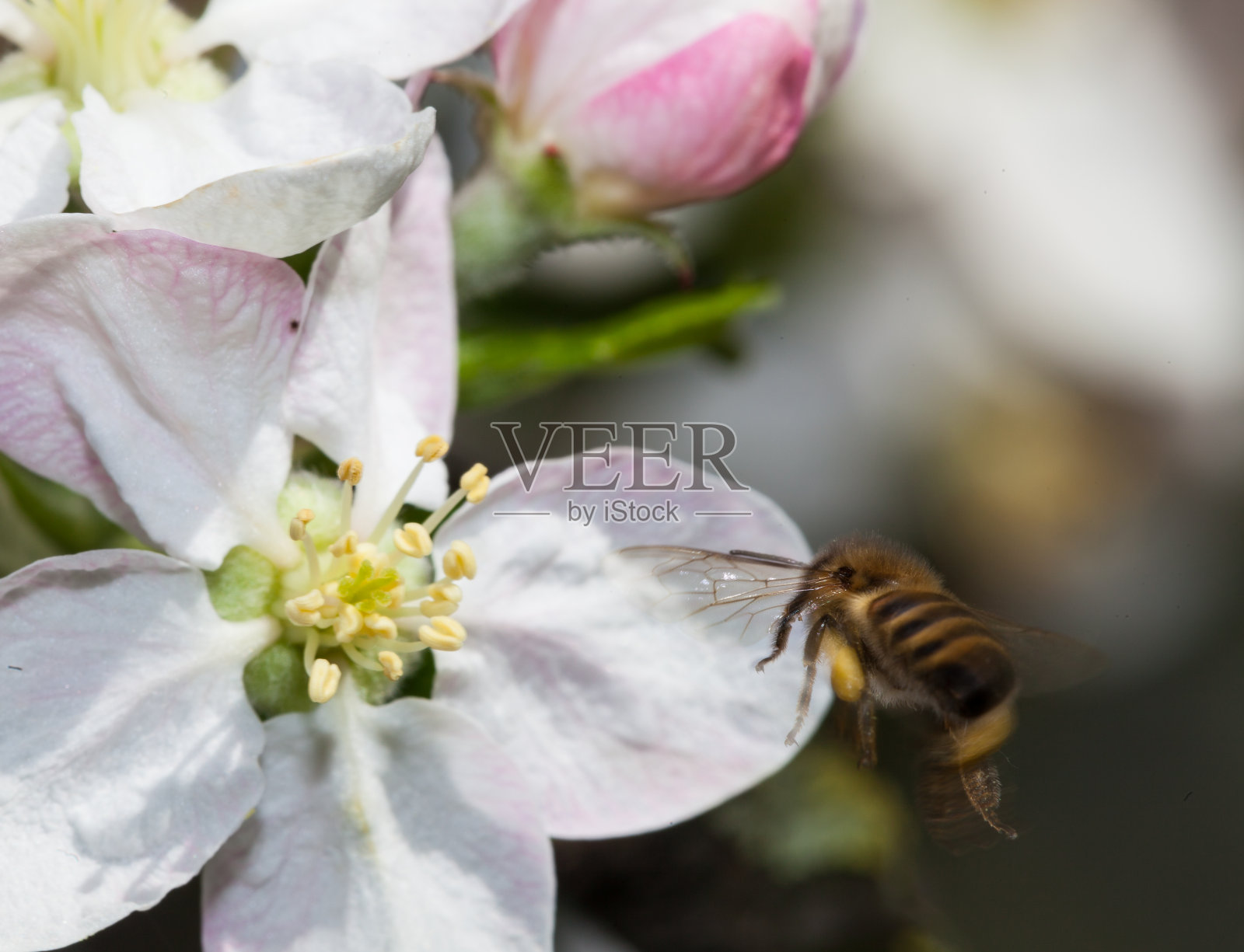 苹果花上的一只蜜蜂。微距摄影照片摄影图片