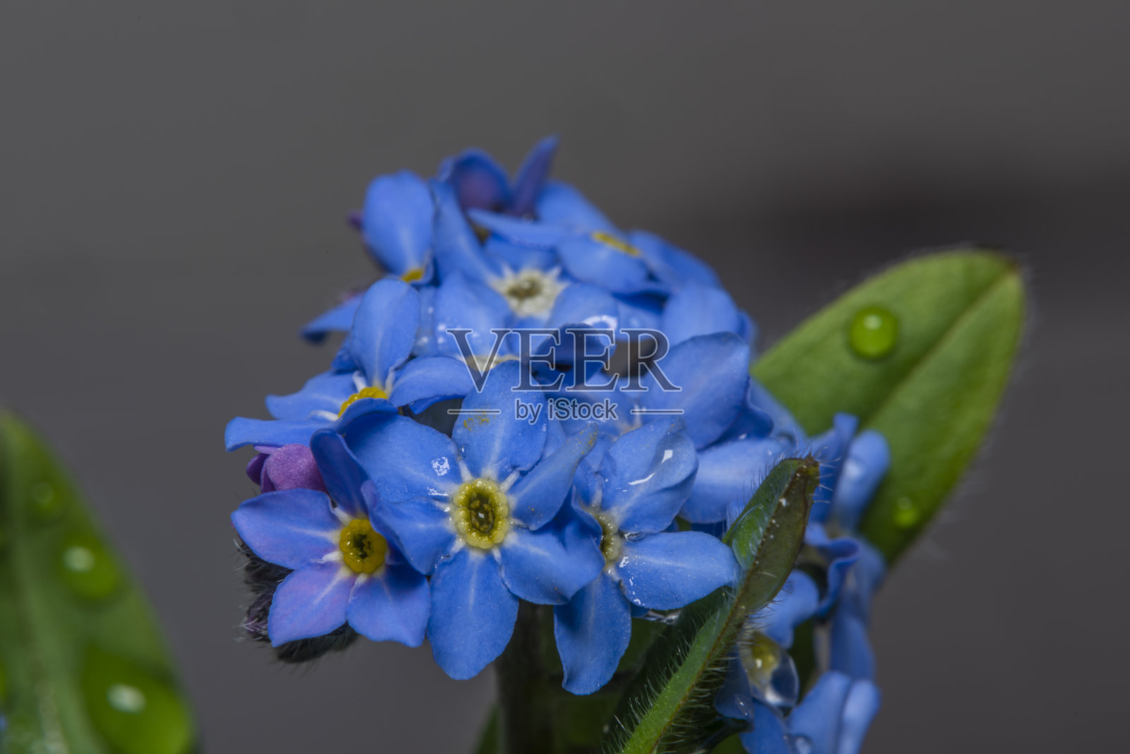 颜色室内视图的蓝色和黄色的花与颜色的背景照片摄影图片