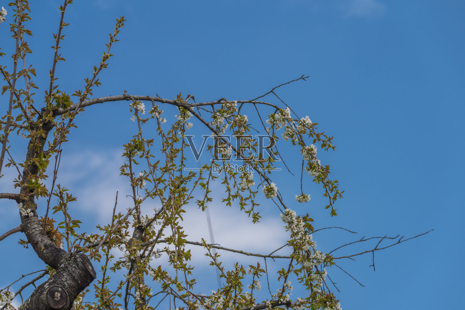 黑鸟在开着白花的樱桃树枝上歌唱照片摄影图片