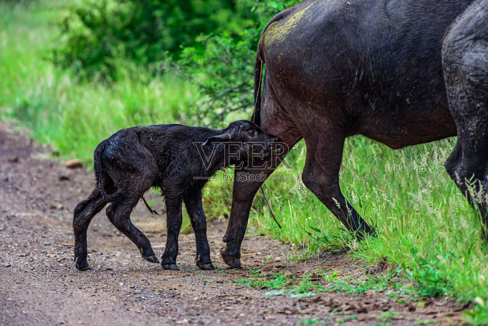 南非克鲁格NP的一群水牛。照片摄影图片