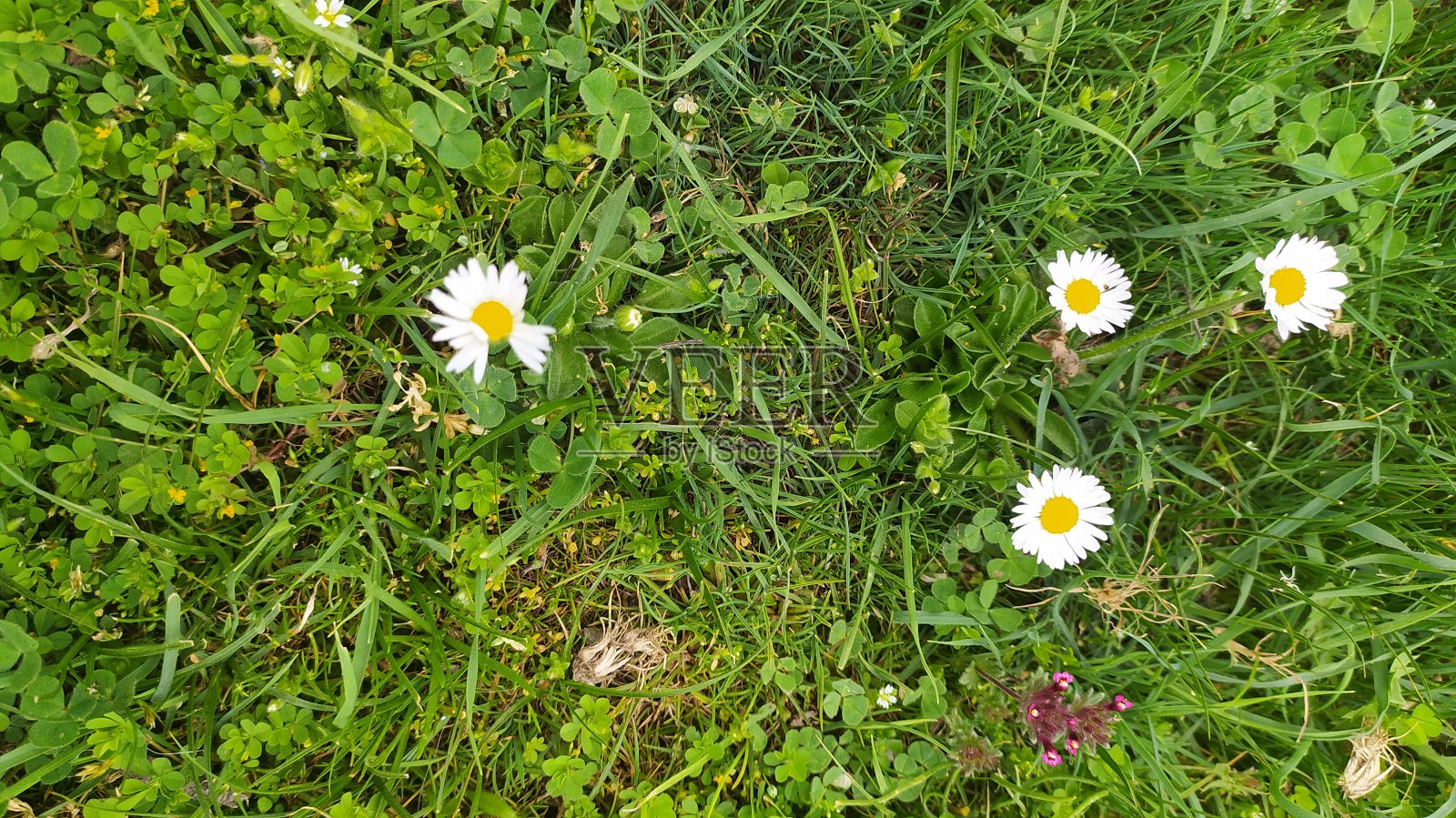 自然风光郁金香雏菊峰顶照片摄影图片