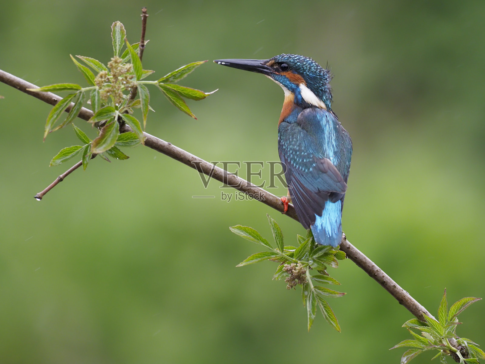 普通翠鸟,照片摄影图片