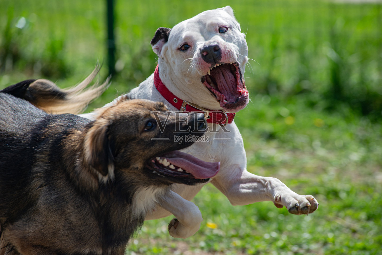 狗打架玩牙齿白斗牛攻击照片摄影图片