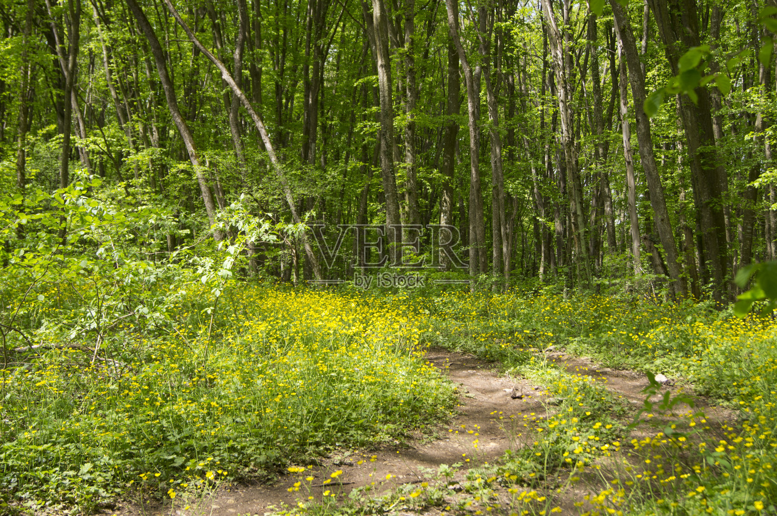 А在森林里散步照片摄影图片