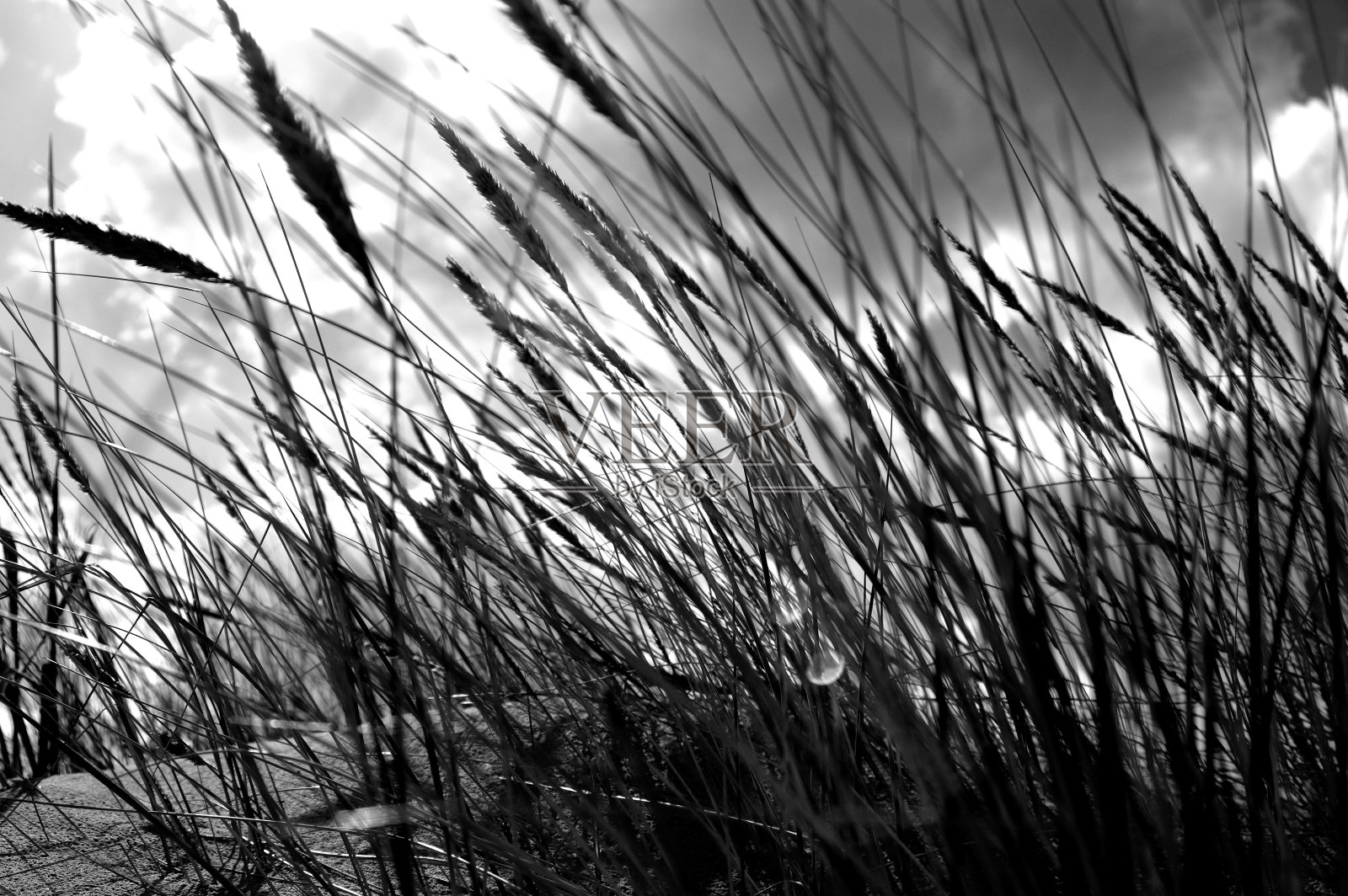 海滩上高草的特写照片摄影图片