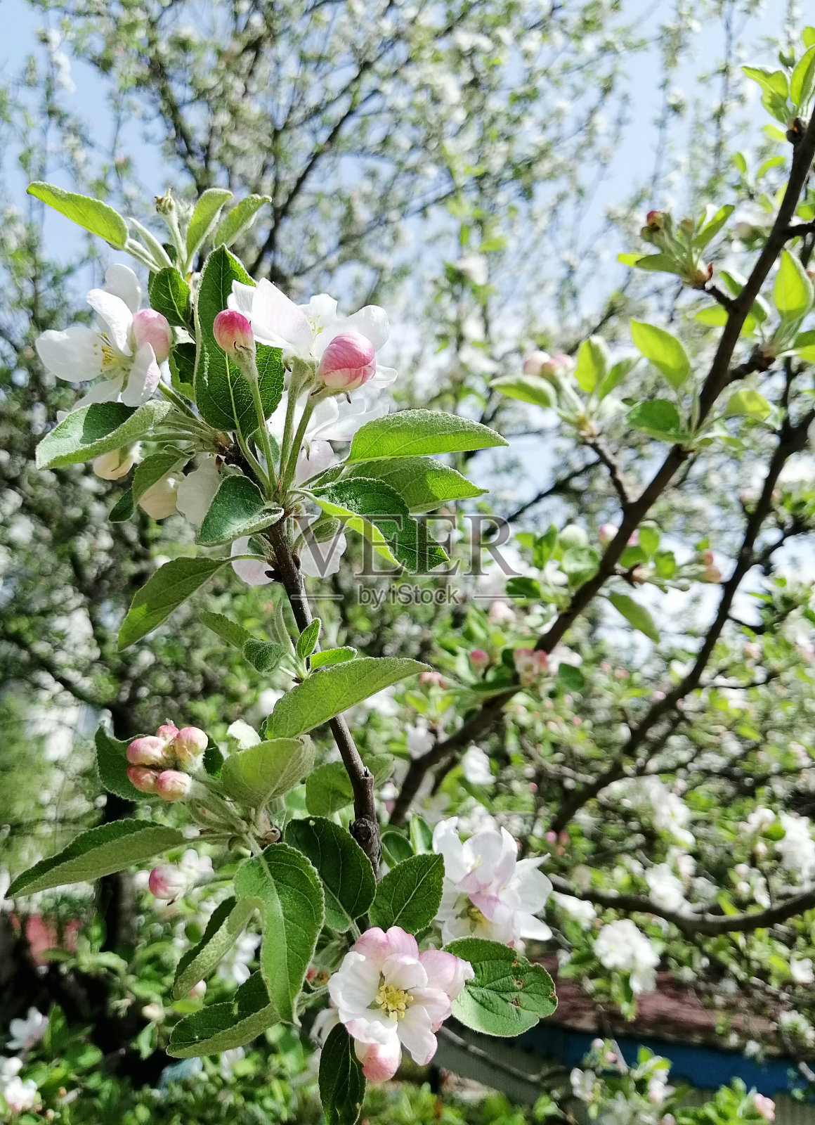苹果照片摄影图片