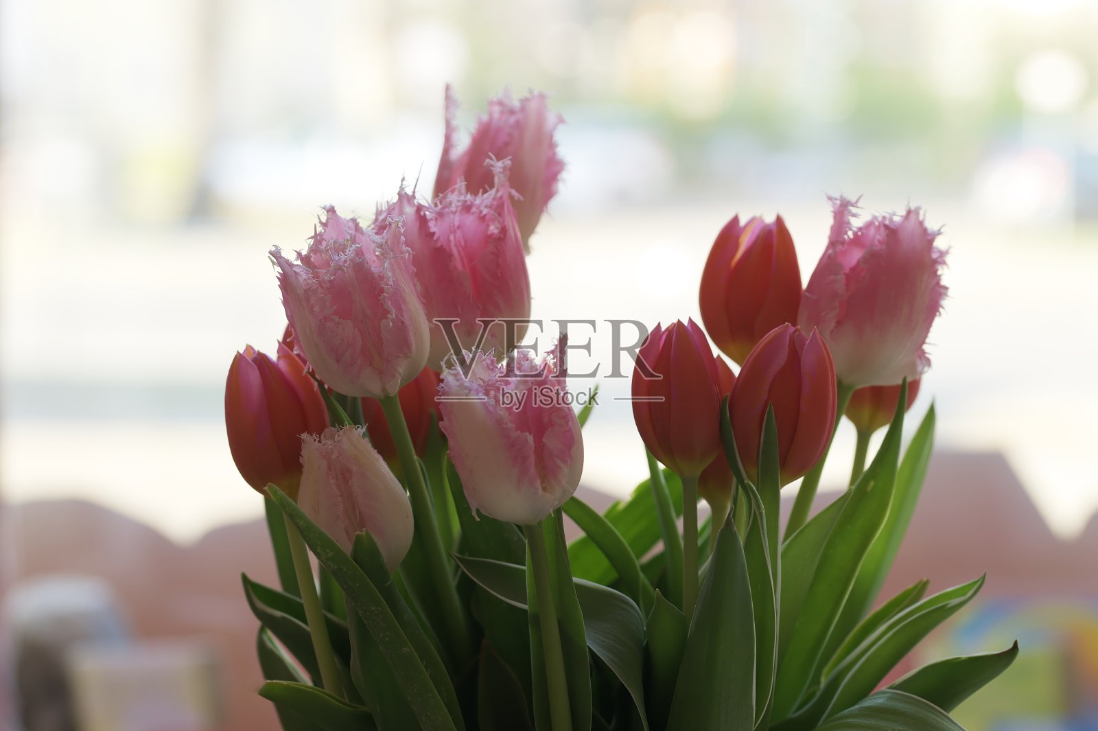 选择性聚焦拍摄一束新鲜郁金香照片摄影图片