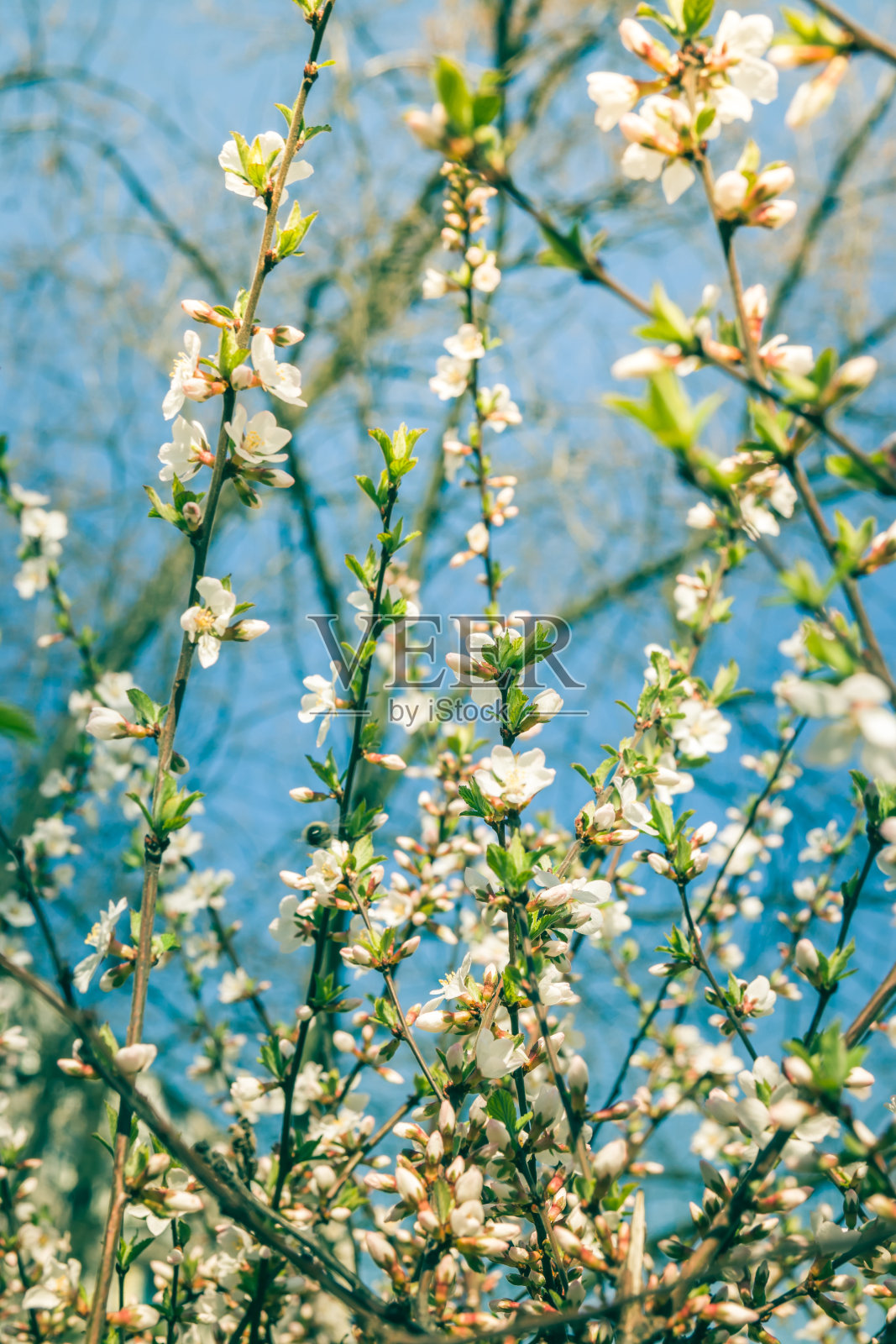 开花的树枝樱花树在阳光明媚的日子里开着白花。模糊的背景。照片摄影图片
