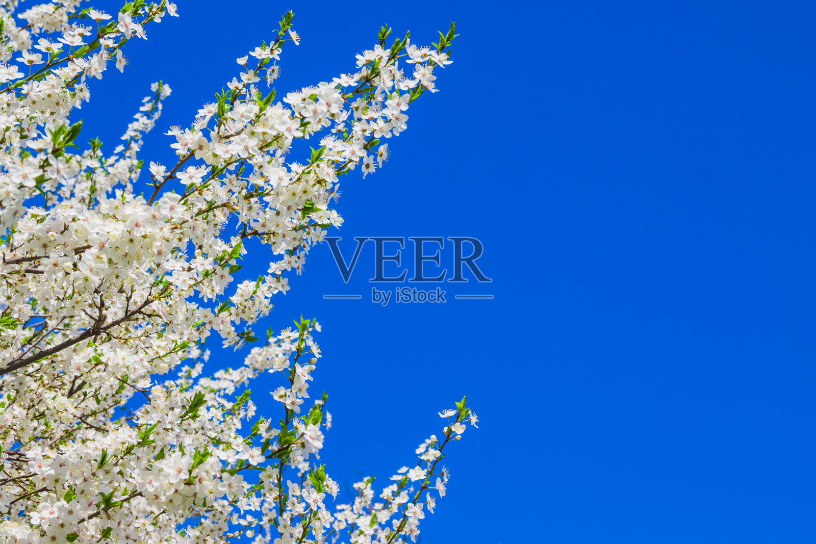 春天白色的樱花映衬着蓝天。春天樱花在蓝色背景的明信片或横幅。美丽的春天花卉抽象的自然背景照片摄影图片