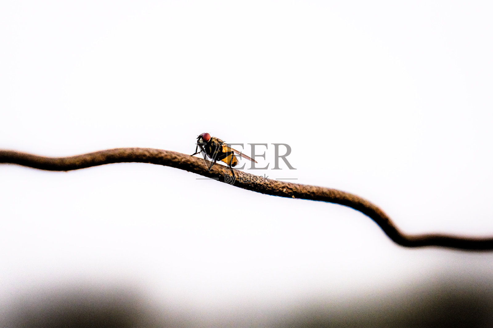 蜜蜂照片摄影图片