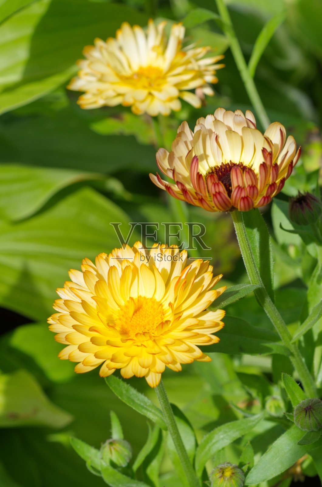 金盏花或金盏花在花园里盛开照片摄影图片