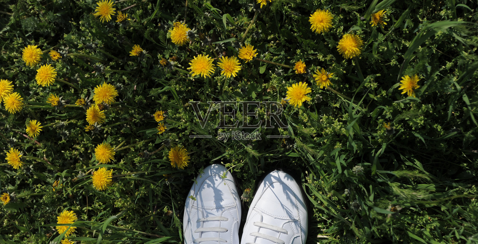 日落时分，蒲公英草地上的鞋子。照片摄影图片