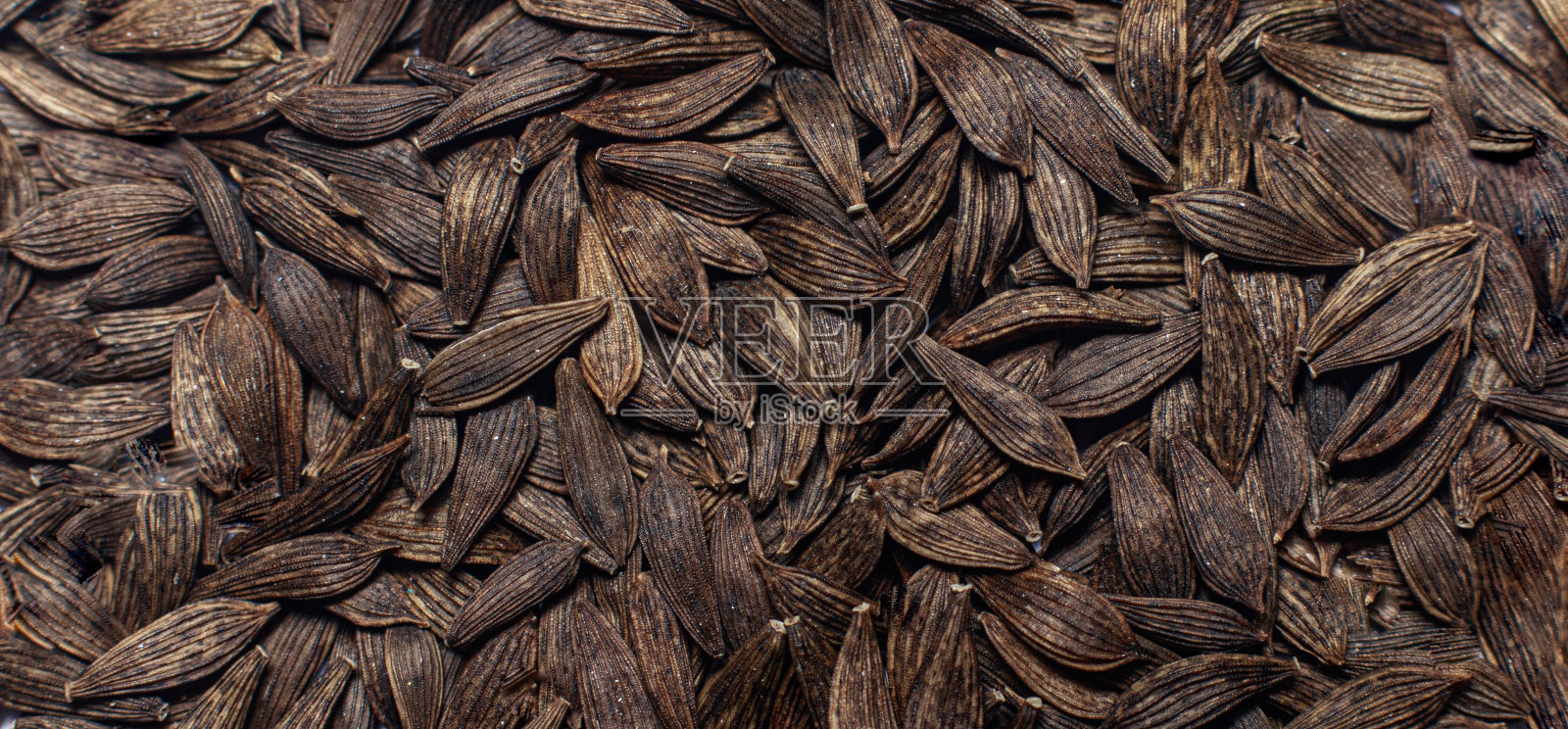 雪花生菜种子的特写镜头。种植莴苣叶，园艺。文本的横幅位置照片摄影图片