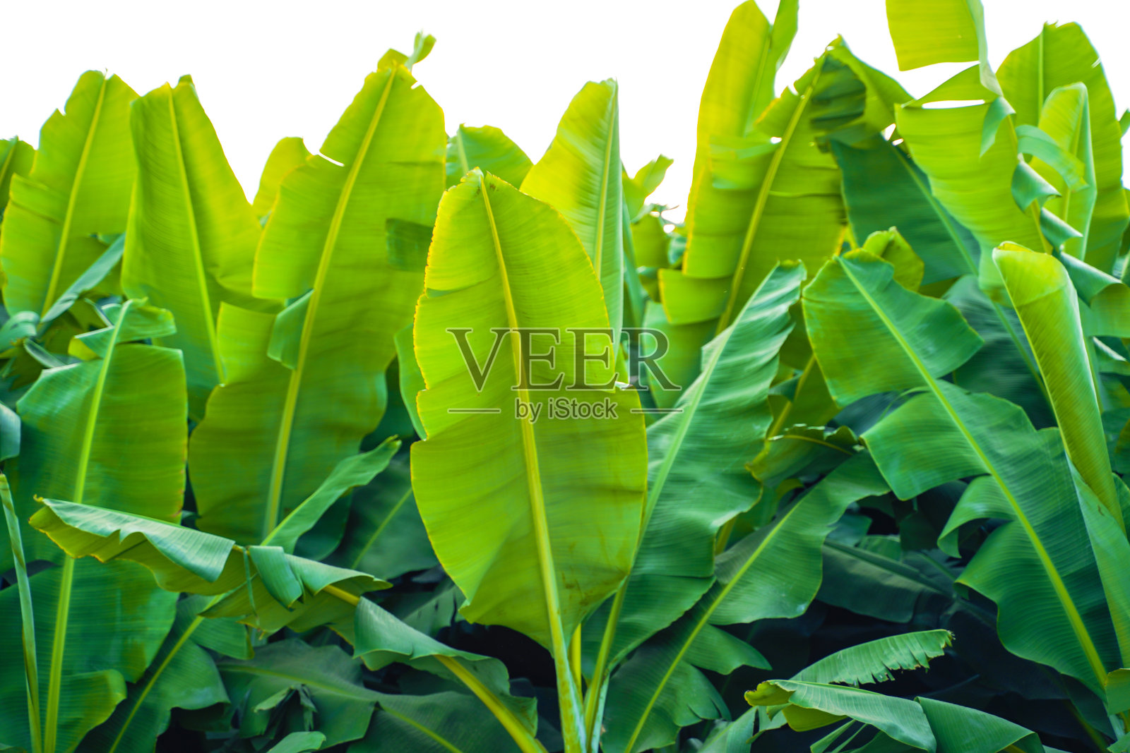 印度香蕉组培场照片摄影图片