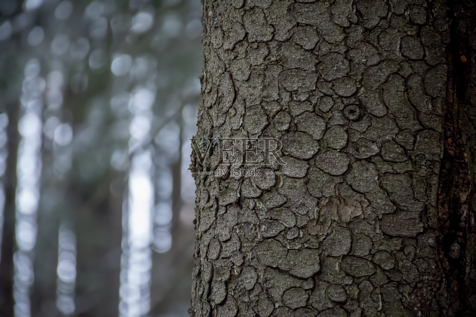冷杉树皮的粗糙质地照片摄影图片