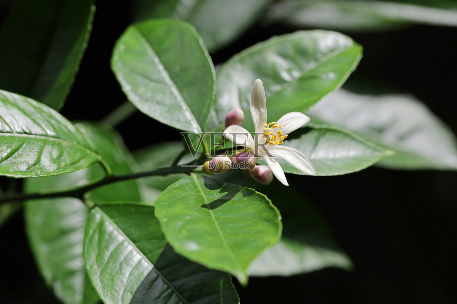 柠檬花和花蕾的特写照片摄影图片