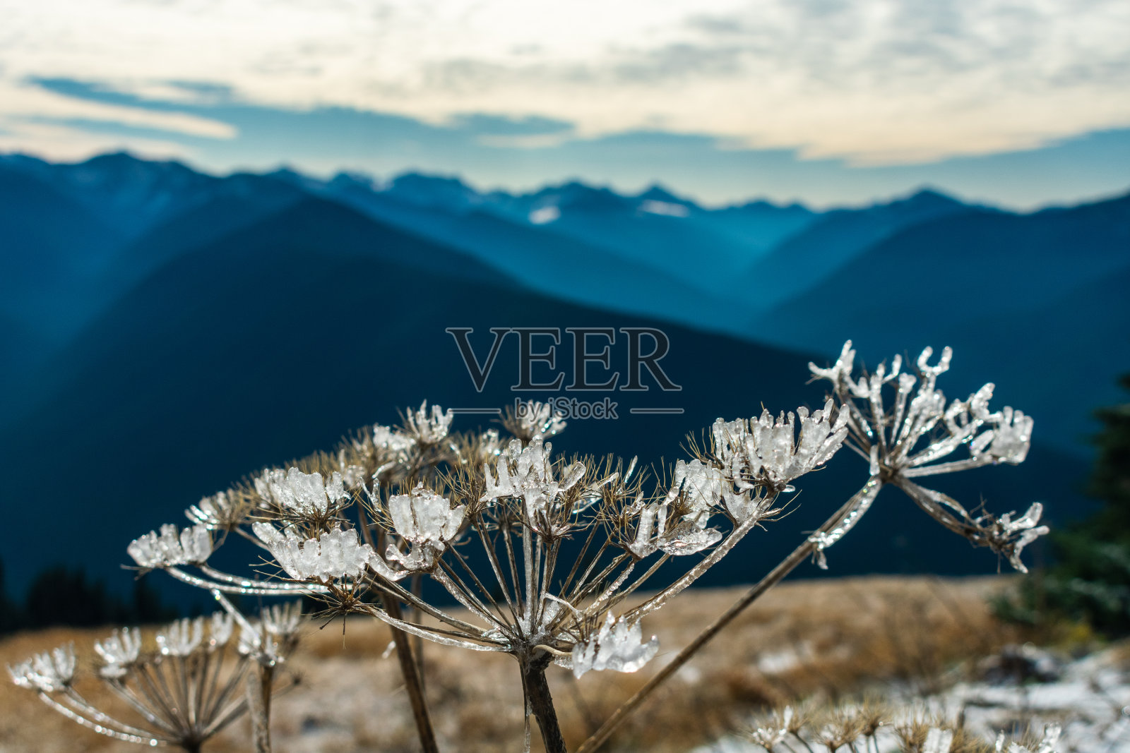 植物上的冰晶，飓风岭，奥林匹克国家公园，华盛顿照片摄影图片