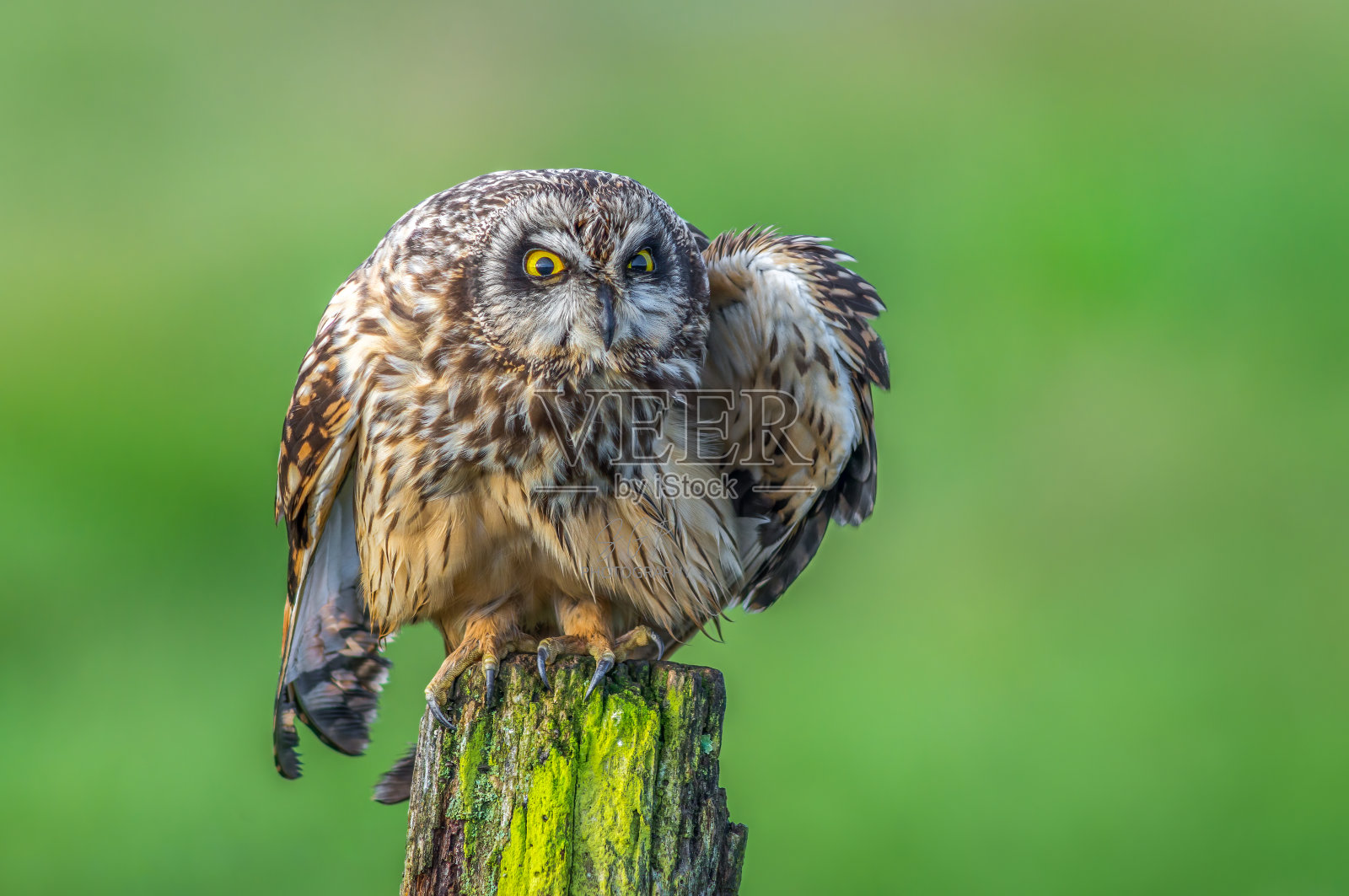 长着黄色眼睛的短耳猫头鹰(Asio flammeus)照片摄影图片