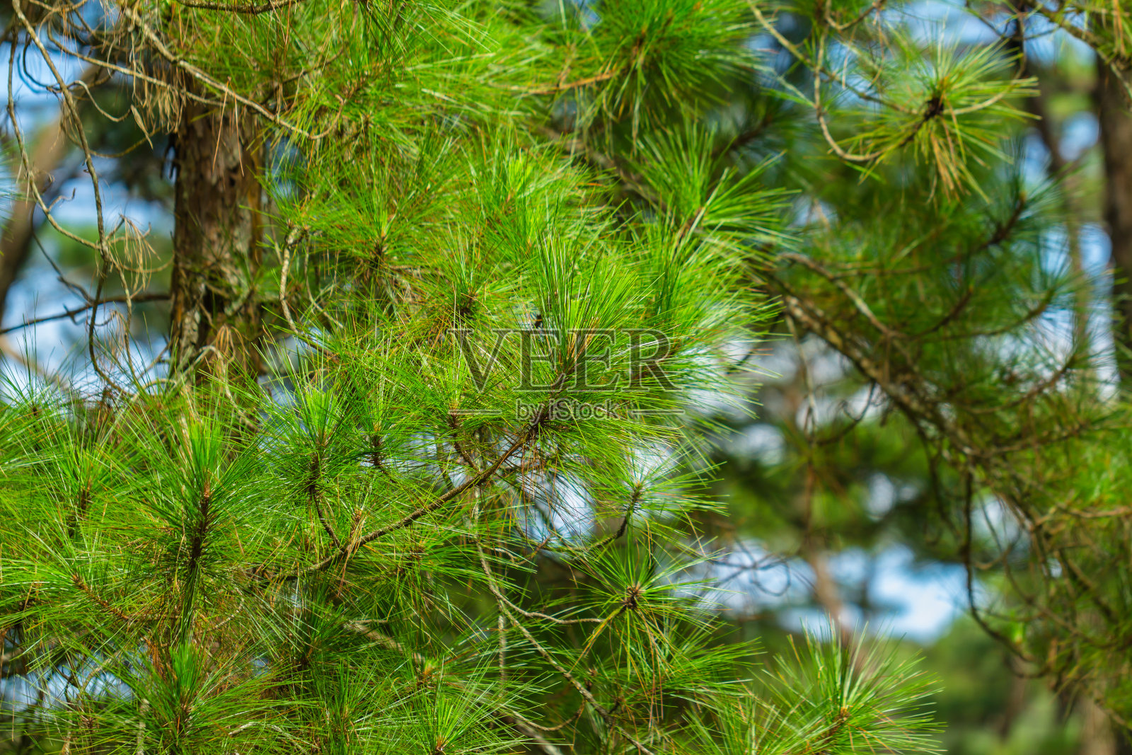 越南松林中带针叶的松树。照片摄影图片