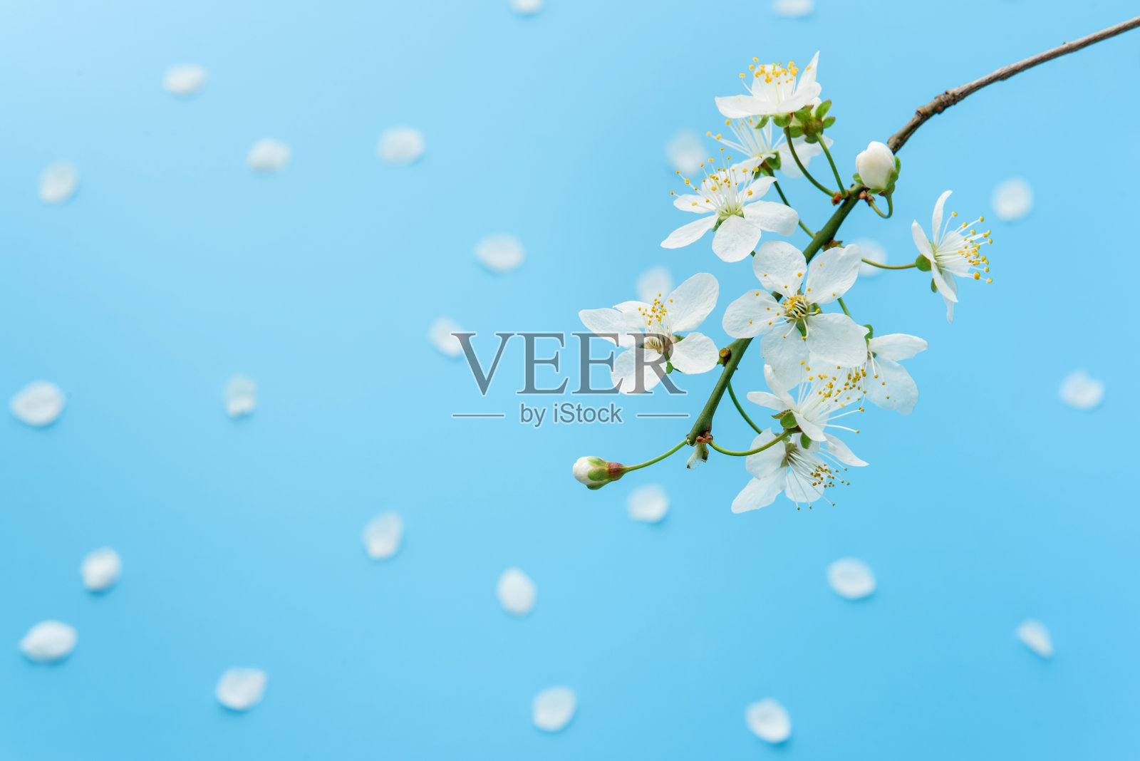 盛开的樱桃近距离与蓝色的背景与花瓣照片摄影图片