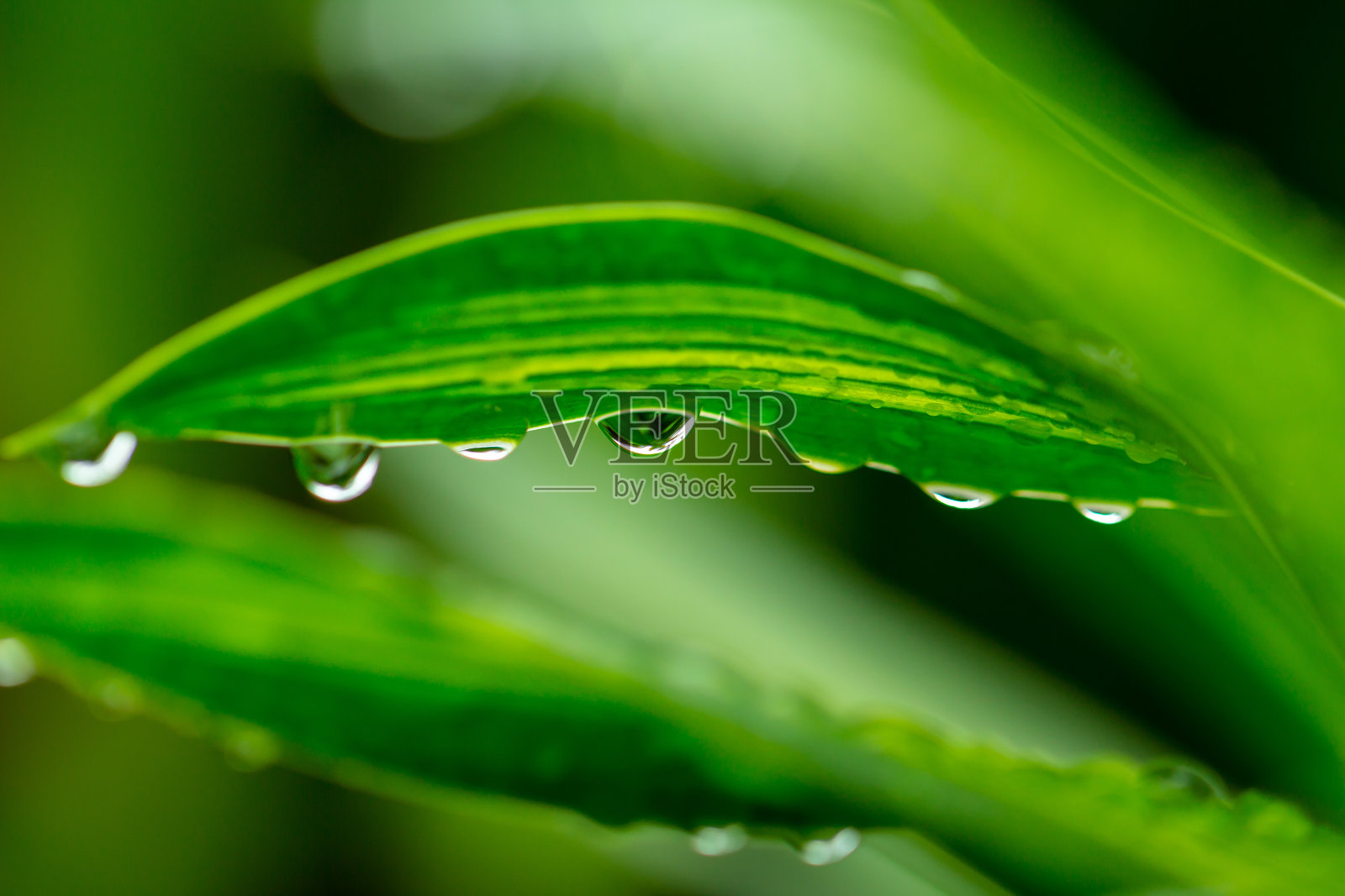 雨滴落在灌木丛的叶子上，越南照片摄影图片