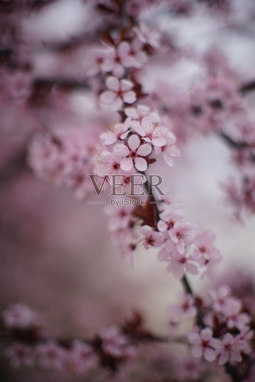 一棵开着粉红色花朵的开花树。艺术春天花园照片摄影图片