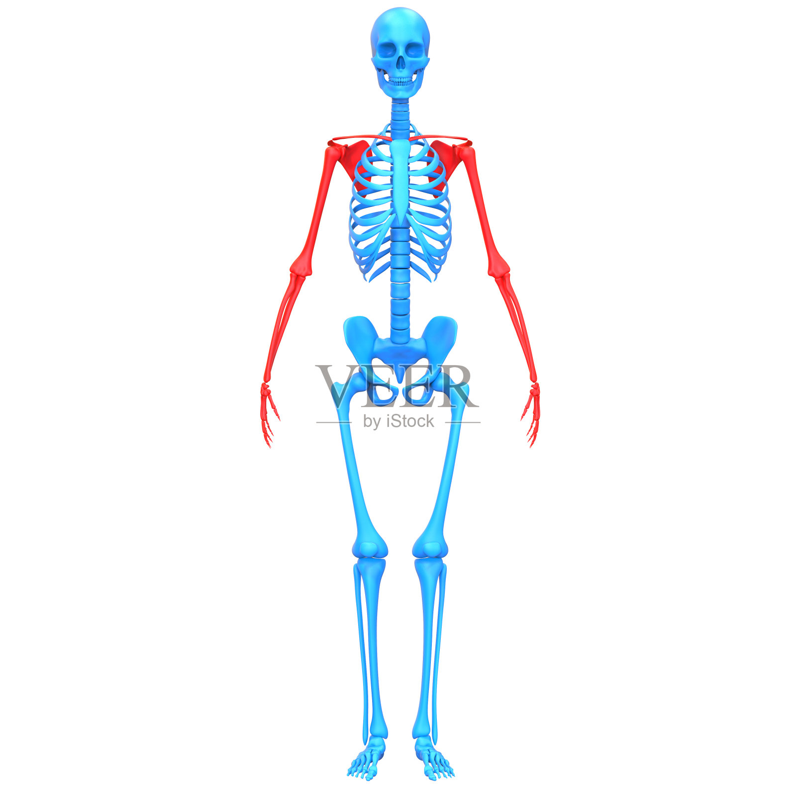 人体骨骼系统，上肢骨骼解剖学照片摄影图片