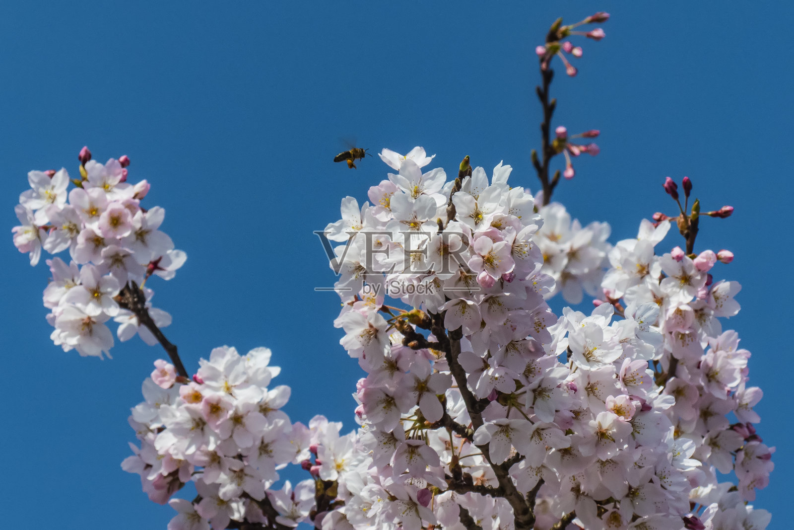 五颜六色的果树在早春开花。照片摄影图片
