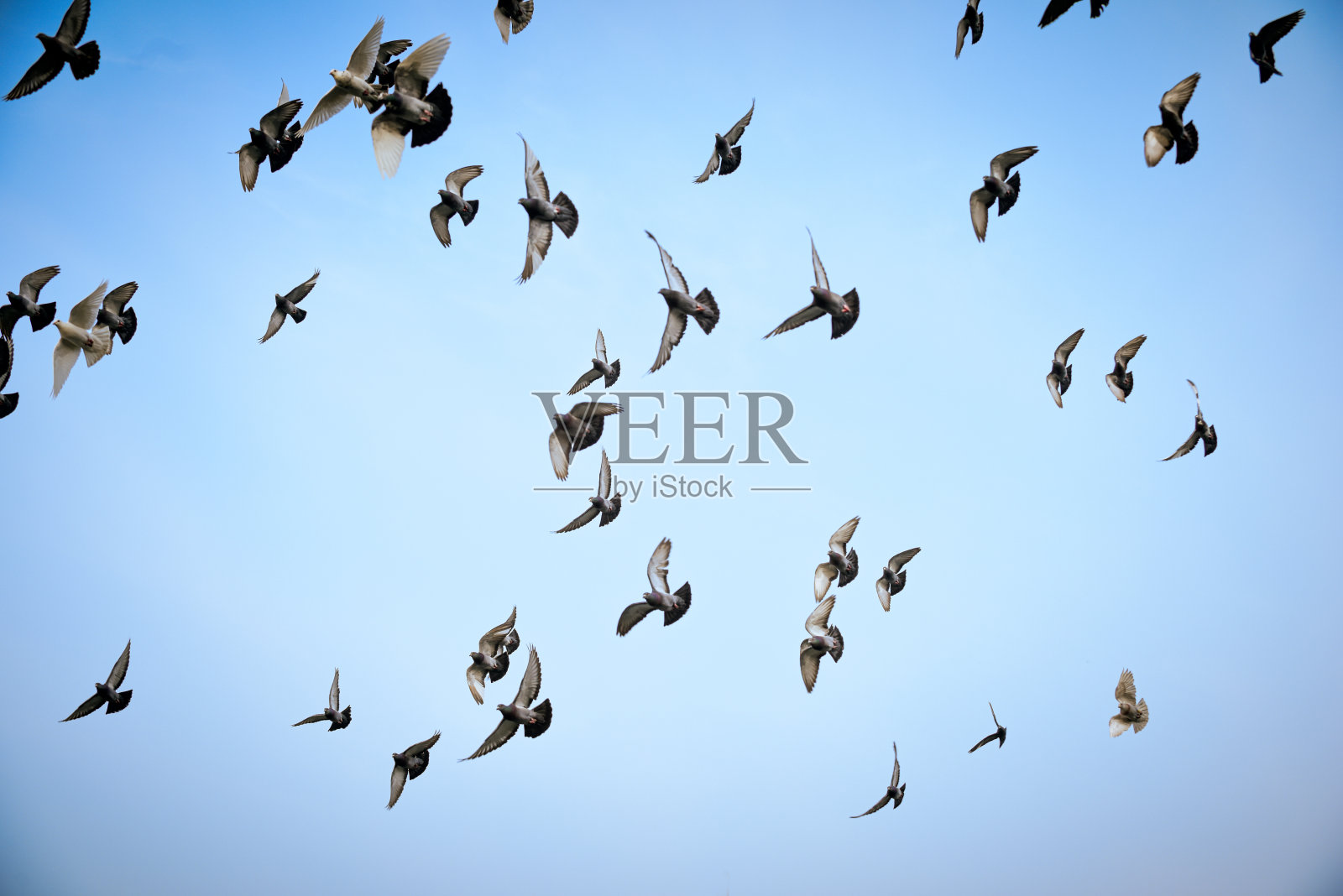 一群鸽子飞过湛蓝的天空照片摄影图片