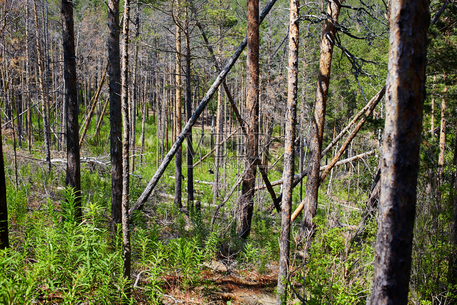松树。照片摄影图片