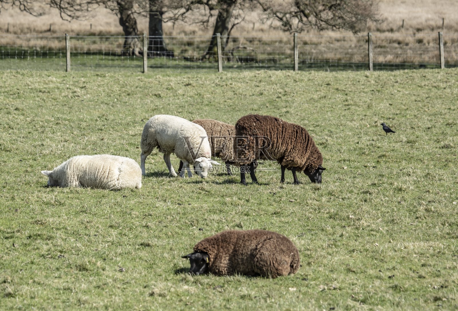 苏格兰羊牧群。照片摄影图片
