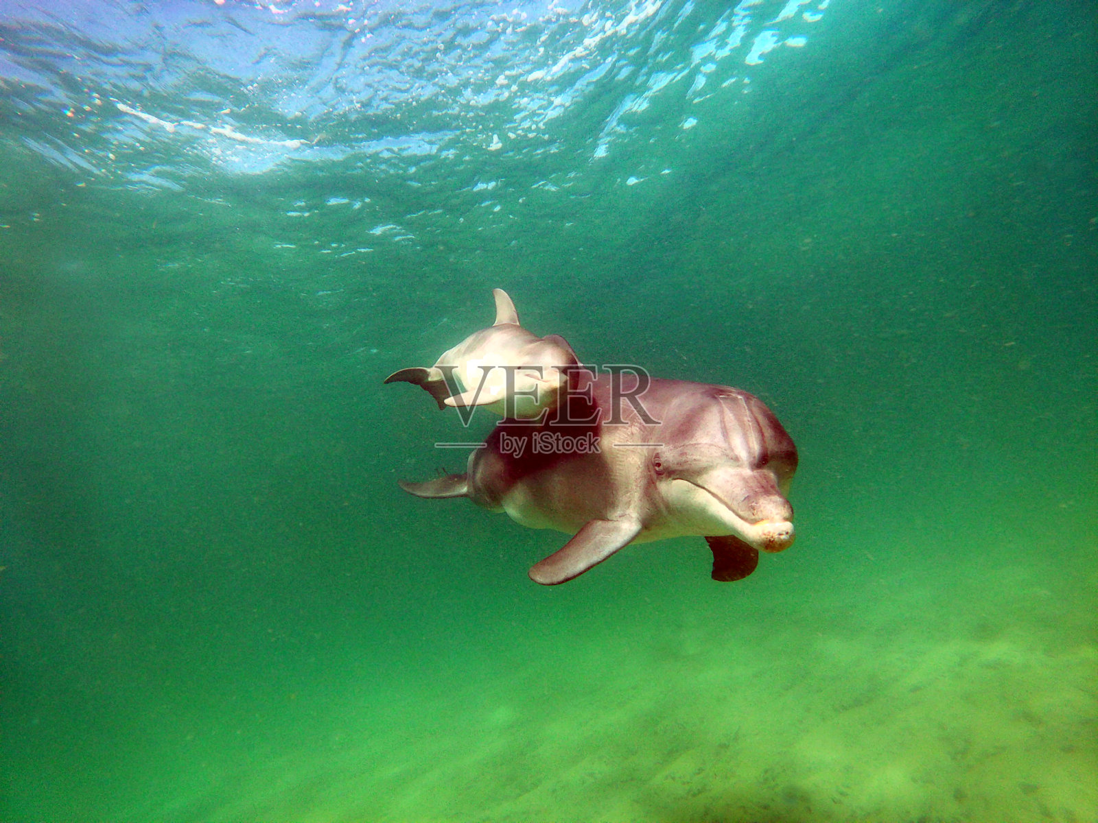 海豚和幼崽的水下图像照片摄影图片