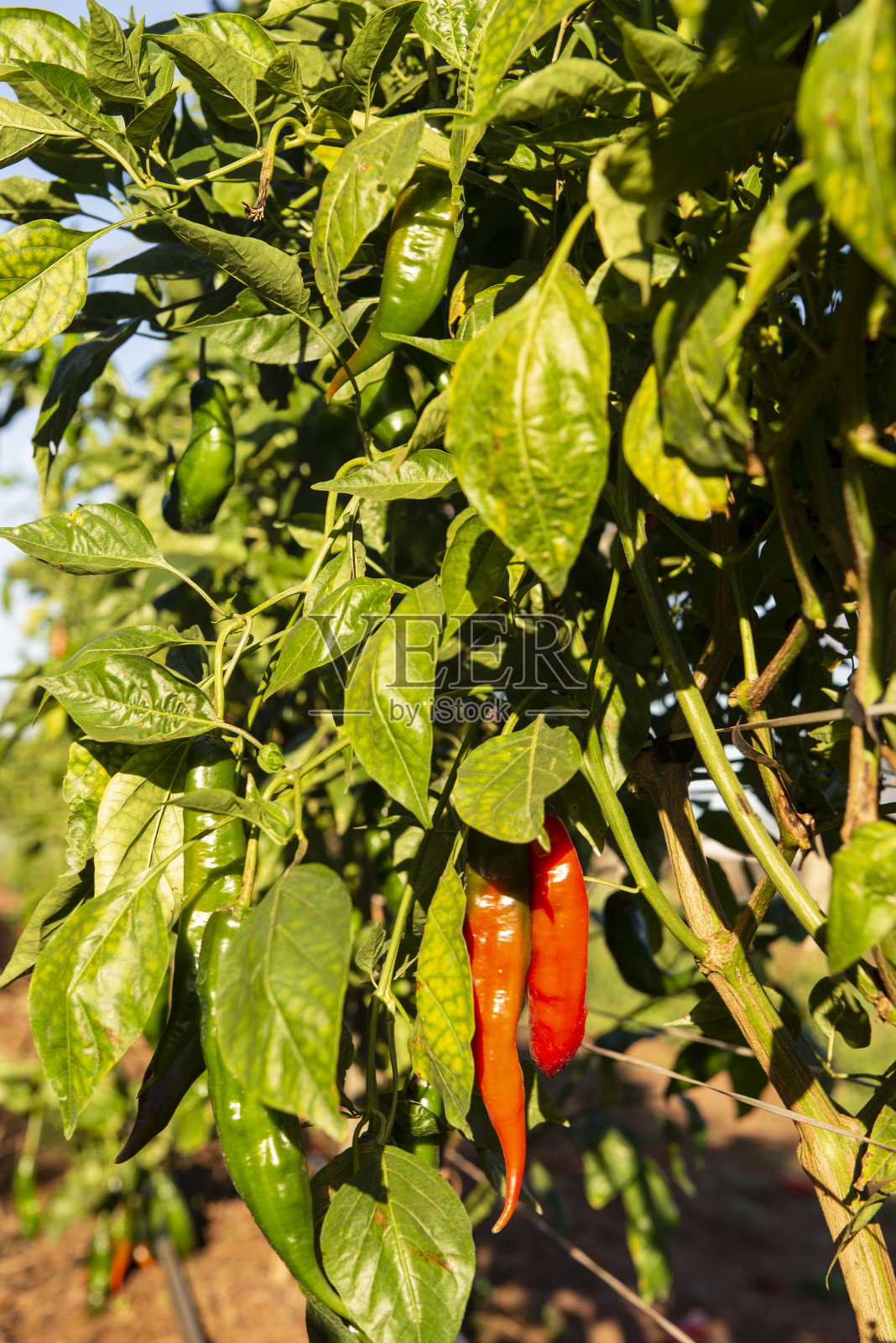 植物生产的辣椒被称为“女孩手指辣椒”照片摄影图片