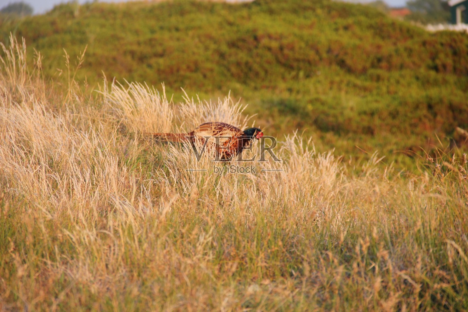 沙丘中的野鸡照片摄影图片