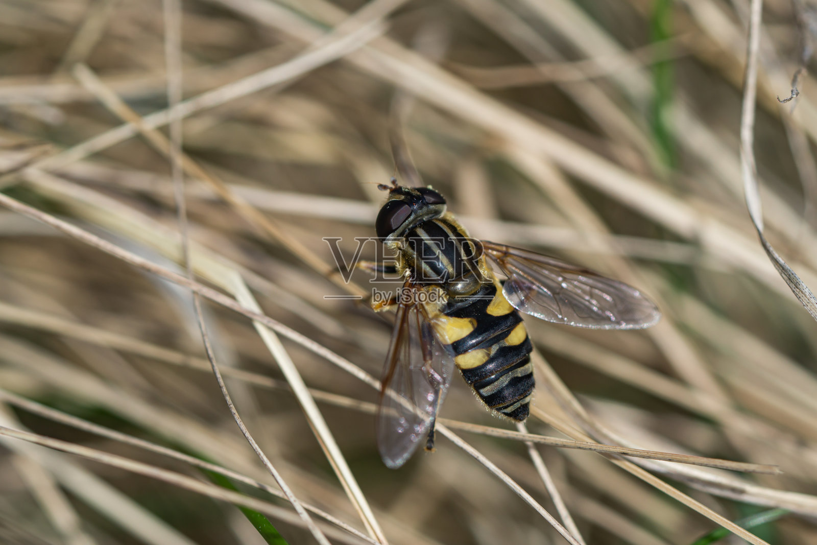 叶子上的窄头沼泽蝇照片摄影图片