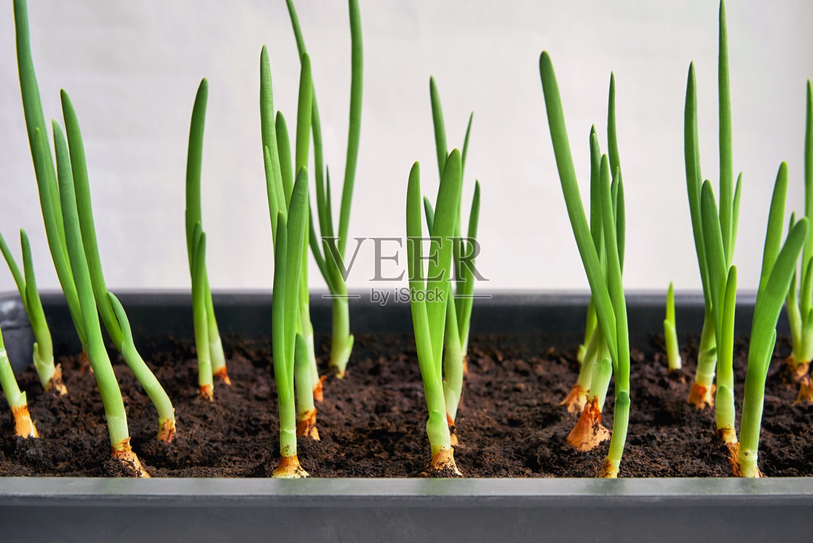 洋葱幼苗的新绿色羽毛特写照片摄影图片