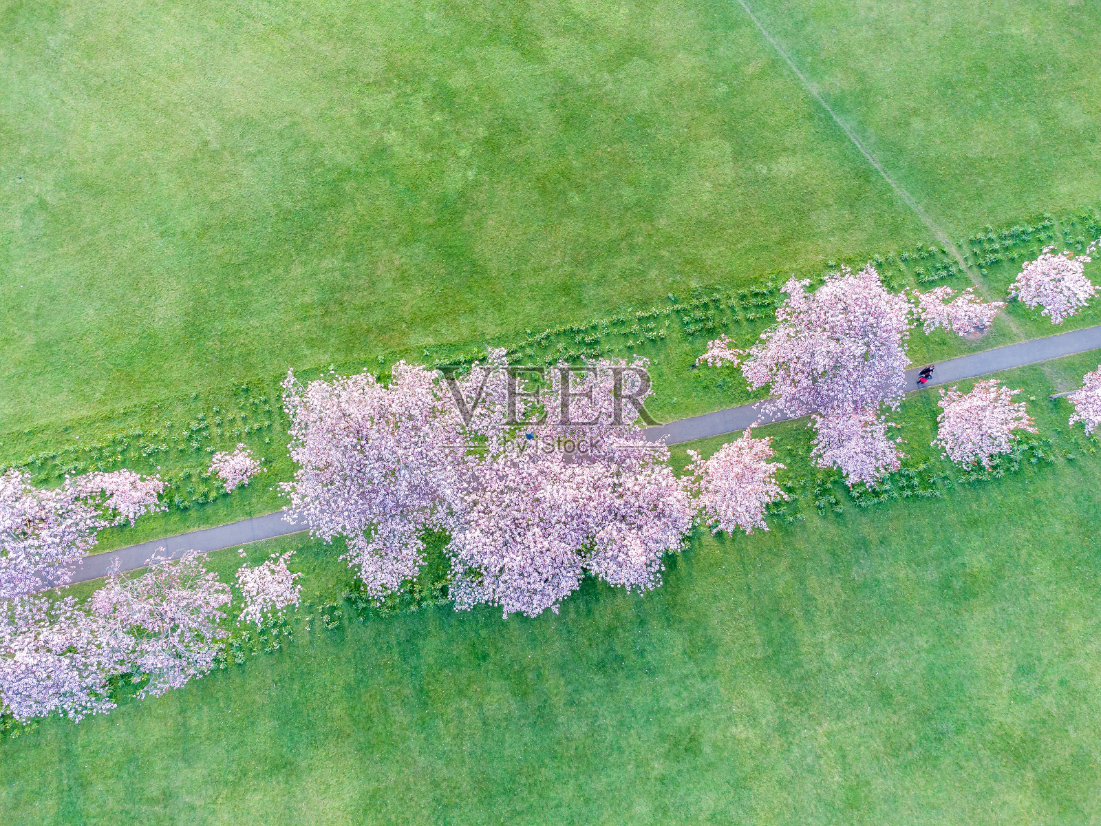 这是英国北约克郡哈罗盖特市中心的“流浪”公园里春天树上盛开的粉红色樱花照片摄影图片